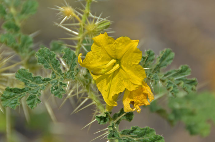 Buffalobur Nightshade has small showy yellow flowers that bloom from June to August and from May to September in Texas. Solanum rostratum 